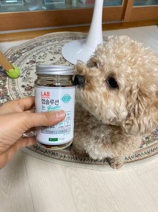 랩솔루션 강아지 영양제 3종 중 택 1 — 5점을 준 리뷰어가 2022년 5월 올린 사용 사진