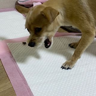 세지니힛님이 올린 리뷰 사진 4