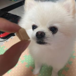 부르르펫 야미트릿 틸라피아 60g — 5점을 준 리뷰어가 2021년 11월 올린 사용 사진