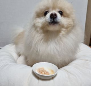 도그퓨어 푸드닭 강아지 닭고기 통살 애견간식 오리지널/차전자피/초록입홍합 — 5점을 준 리뷰어가 2021년 11월 올린 사용 사진