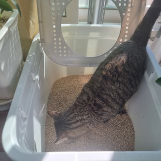 브라우니모래 [브라우니] 고양이 카사바모래 브라우니 천연 응고형 모래  6Lx2개 — 5점을 준 리뷰어가 2023년 11월 올린 사용 사진