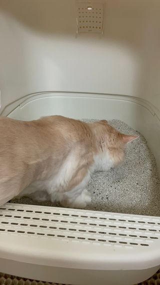 태공주님이 올린 리뷰 사진 2