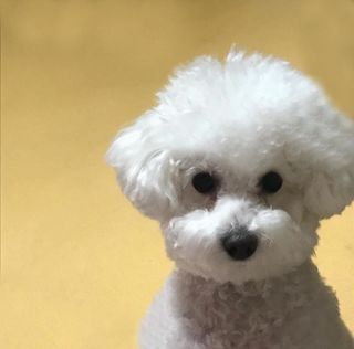 안심댕면 강아지라면 5봉지+쓰담쓰담 종합영양제 2스틱 샘플 증정 — 5점을 준 리뷰어가 2022년 8월 올린 사용 사진
