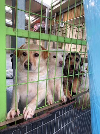 My Pet Care 천연단백질 눈건강에 개좋아 — 5점을 준 리뷰어가 2021년 3월 올린 사용 사진