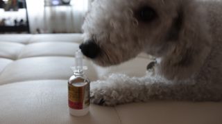 무지조타 반려동물용 꽃으로만든영양제 헬리코디펜스 15ml — 5점을 준 리뷰어가 2021년 8월 올린 사용 사진