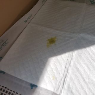 아베크 펫 와이드 프리미엄 중형 애견 강아지 배변 패드 54매 1팩 45g — 5점을 준 리뷰어가 2021년 7월 올린 사용 사진