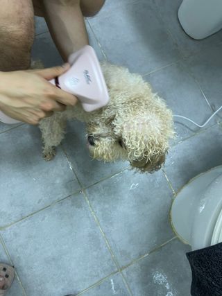 아베크 펫 강아지 고양이 애견 에어 브러쉬 드라이기 올인원 — 5점을 준 리뷰어가 2021년 7월 올린 사용 사진