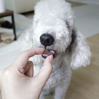 랩솔루션 강아지 영양제 3종 중 택 1 — 5점을 준 리뷰어가 2022년 5월 올린 사용 사진