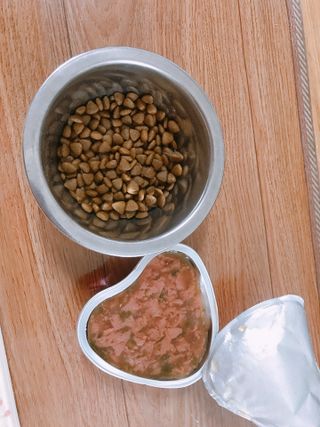 비타크래프트 조에시 하트캔 85g 강아지 습식캔 10캔 — 5점을 준 리뷰어가 2021년 9월 올린 사용 사진