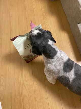 영국 바이탈린 강아지 애견사료 2kg — 4점을 준 리뷰어가 2021년 6월 올린 사용 사진
