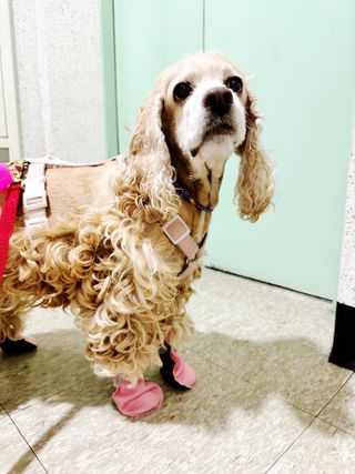 유키코코샤넬님이 올린 리뷰 사진 3
