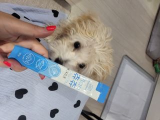 비쥬프렌즈 플랜 츄츄&건강 코어(장/관절/피모 분말) — 5점을 준 리뷰어가 2022년 9월 올린 사용 사진