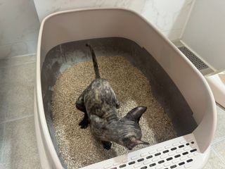 브라우니모래 [브라우니] 고양이 카사바모래 브라우니 천연 응고형 모래  6Lx2개 — 5점을 준 리뷰어가 2023년 11월 올린 사용 사진