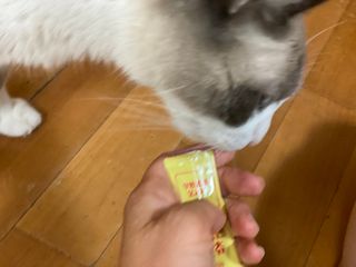 페페로니 잘 먹는 캣츄 - 무항생제 닭고기 12개 + 알래스카 연어 12개 — 5점을 준 리뷰어가 2021년 8월 올린 사용 사진