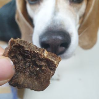 [졸리졸리] 말고기 육포 간식 (HORSE MEAT JERKY) — 5점을 준 리뷰어가 2023년 1월 올린 사용 사진