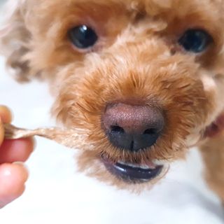 [보헤리] 국내산 강아지 육포간식 바삭 64 2종 — 5점을 준 리뷰어가 2022년 4월 올린 사용 사진