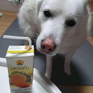 도이캄 착즙 완숙 토마토 200ml 12팩 무설탕 태국왕실 기내식주스 — 4점을 준 리뷰어가 2021년 2월 올린 사용 사진
