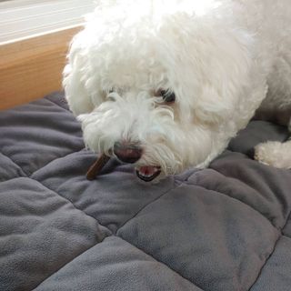 My Pet Care 천연단백질 치아건강에 개좋아 — 5점을 준 리뷰어가 2021년 3월 올린 사용 사진