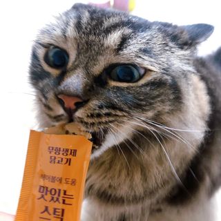 페페로니 맛있는 스틱 - 무항생제 닭고기 15개 + 원양선 참치 15개 — 3.5점을 준 리뷰어가 2021년 8월 올린 사용 사진