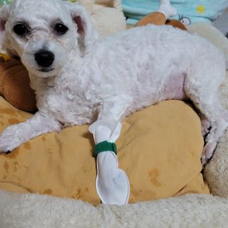 코보콩 에어슈즈 강아지 일회용 신발 소용량 패키지 20매 초경량  미끄럼방지 실내외 겸용 — 4점을 준 리뷰어가 2022년 2월 올린 사용 사진