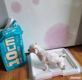아베크 펫 와이드 프리미엄 중형 애견 강아지 배변 패드 54매 1팩 45g — 5점을 준 리뷰어가 2021년 7월 올린 사용 사진