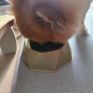 [세싹보울] 세균 싹~ 사라지는 셀앤핏 펫 항균동 애견식기 — 5점을 준 리뷰어가 2021년 6월 올린 사용 사진