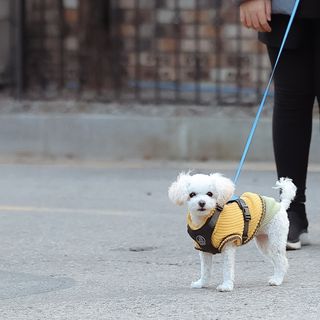 멍멍언니님이 올린 리뷰 사진 1