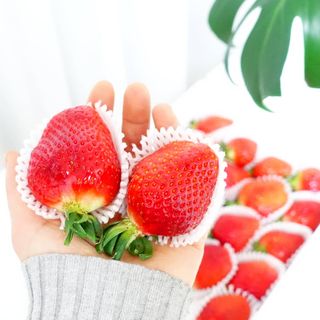 옳음 딸기 논산 설향 딸기 900g 산지직송 — 5점을 준 리뷰어가 2021년 2월 올린 사용 사진
