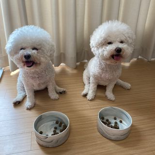 영국 바이탈린 강아지 애견사료 2kg — 5점을 준 리뷰어가 2021년 6월 올린 사용 사진