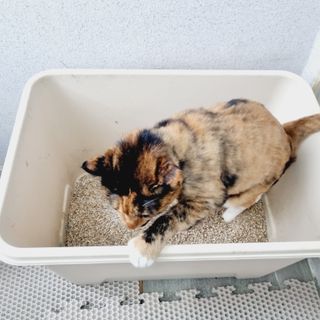브라우니모래 [브라우니] 고양이 카사바모래 브라우니 천연 응고형 모래  6Lx2개 — 4점을 준 리뷰어가 2023년 12월 올린 사용 사진
