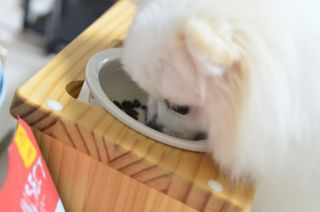 [푸디웜] 라포그  리얼인섹트 관절 저알러지 강아지 사료  1.2KG — 5점을 준 리뷰어가 2022년 8월 올린 사용 사진