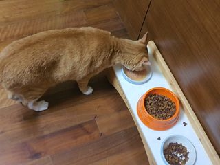 비타크래프트 고양이 수프 50g 3가지맛 x4팩씩 총 12팩 — 5점을 준 리뷰어가 2021년 8월 올린 사용 사진