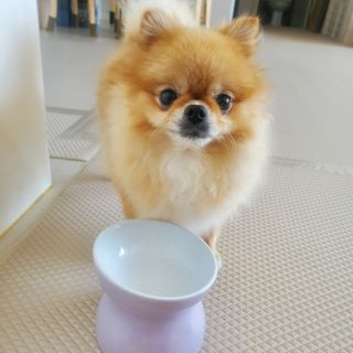 펫에이블 데일리바이트 키토 [비프], [치킨] — 5점을 준 리뷰어가 2021년 8월 올린 사용 사진