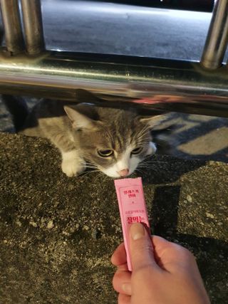 탱크돌콩님이 올린 리뷰 사진 3