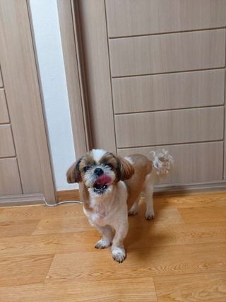 캐닌캐비어 4종 체험팩(오픈스카이, 와일드오션, 프리스피릿, 스페셜니즈) — 5점을 준 리뷰어가 2023년 3월 올린 사용 사진