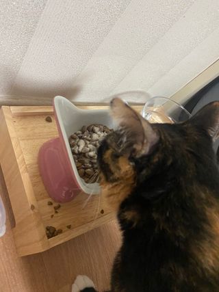 씨디랩 장 건강과 구강 건강을 한 번에 더블락토 강아지 고양이 유산균 — 5점을 준 리뷰어가 2021년 1월 올린 사용 사진
