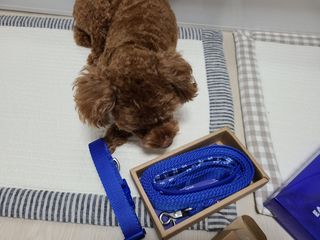 베이컨박스 [BACON] 고아웃클럽 이지그립 리드줄, 목줄 세트-BLUE — 3점을 준 리뷰어가 2021년 7월 올린 사용 사진