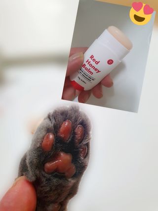 [레드허니밤]자유펫 고양이 강아지 발바닥 밤 14g — 5점을 준 리뷰어가 2021년 10월 올린 사용 사진
