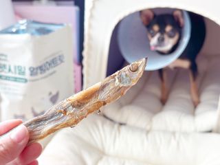 [펫시밀] 원물그대로 영양듬뿍 동결건조 왕북어트릿300g,왕치킨트릿400g,열빙어트릿300g 대용량 간식 — 4.5점을 준 리뷰어가 2023년 5월 올린 사용 사진