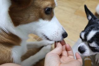 My Pet Care 천연단백질 관절건강에 개좋아 — 5점을 준 리뷰어가 2021년 1월 올린 사용 사진