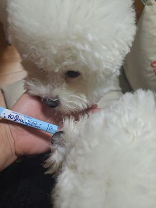 My Pet Care 장건강에 개좋아 — 5점을 준 리뷰어가 2021년 1월 올린 사용 사진
