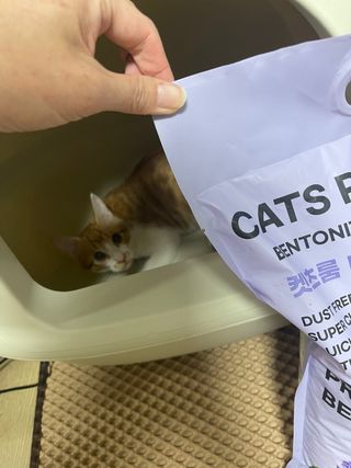 겟플렉스 켓플렉스 캣츠룸BS-1 고양이모래 4kg — 5점을 준 리뷰어가 2021년 2월 올린 사용 사진
