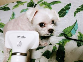 아베크 펫 강아지 고양이 애견 에어 브러쉬 드라이기 올인원 — 4점을 준 리뷰어가 2021년 7월 올린 사용 사진