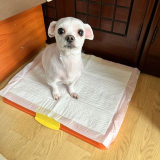 뽀히님이 올린 리뷰 사진 3