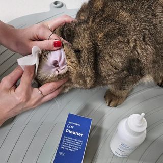 [댕모어 클리너 3종] 아이클리너 / 이어클리너 / 덴탈클리너 3종 세트 (120ml) — 5점을 준 리뷰어가 2023년 11월 올린 사용 사진
