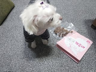 My Pet Care 천연단백질 관절건강에 개좋아 — 5점을 준 리뷰어가 2021년 1월 올린 사용 사진