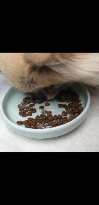 씨디랩 장 건강과 구강 건강을 한 번에 더블락토 강아지 고양이 유산균 — 5점을 준 리뷰어가 2021년 1월 올린 사용 사진