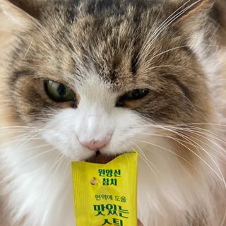 페페로니 맛있는 스틱 - 무항생제 닭고기 15개 + 원양선 참치 15개 — 5점을 준 리뷰어가 2021년 8월 올린 사용 사진