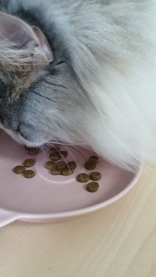 토우 프레이 칠면조 캣 — 5점을 준 리뷰어가 2021년 5월 올린 사용 사진