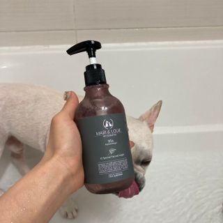 마리앤루이펫샴푸 [mari and louie pet shampoo] — 5점을 준 리뷰어가 2021년 5월 올린 사용 사진